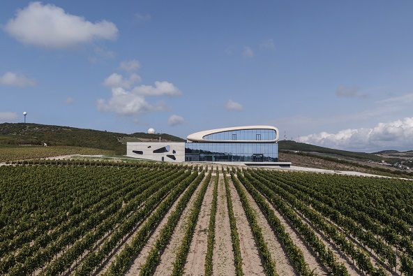 CoteRocheuse from vineyard